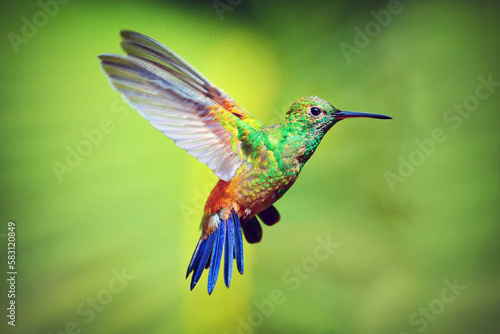 Aerial Hummingbird, Asa Wright Nature Center,Hummingbird Sanctuary.Trinidad,.Republic of Trinidad and Tobago, .Southern Caribbean © Earth Pixel LLC.