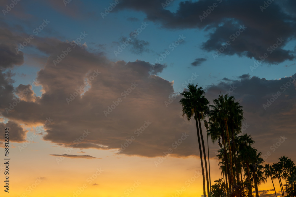 Palm trees and dramatic sky at sunset