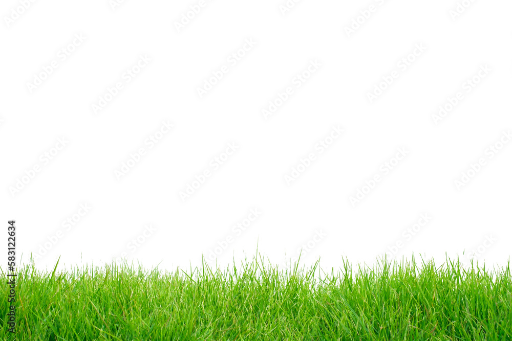 Fresh spring green grass panorama horizontal isolated on white background. Fresh spring green grass panorama horizontal isolated on white background.