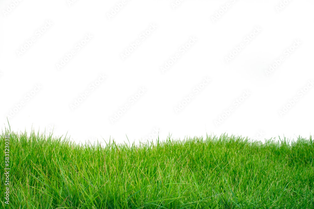 Fresh spring green grass panorama horizontal isolated on white background. Fresh spring green grass panorama horizontal isolated on white background.