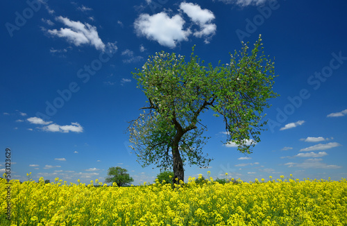 Ein Blühendes gelbes Rapsfeld im Frühling , bei strahlend blauem Himmel mit kleinen weißen Wolken, und en grüner Apfelbaum der zu Blühen anfängt.