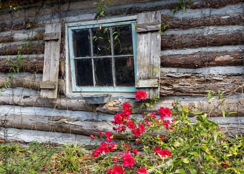 A old log cabin with red flowers blooming outside