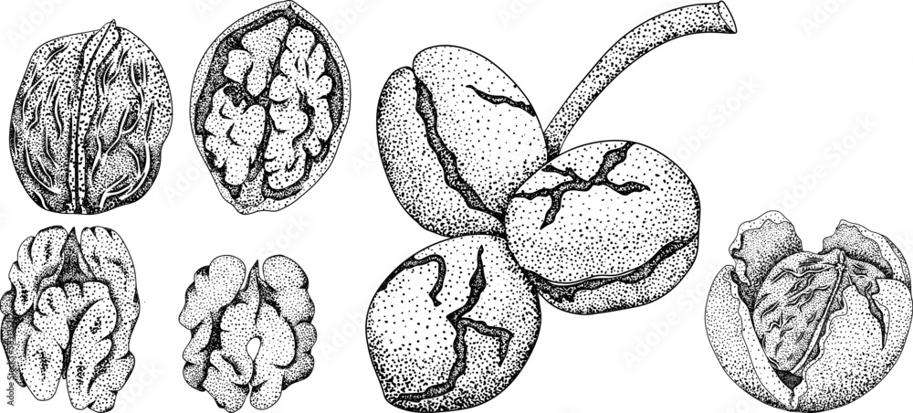 Walnut. Vector hand drawn nuts. Engraving illustration with different sort of nuns. Walnut. Vector hand drawn nuts. Engraving illustration with different sort of nuns.
