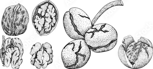 Walnut. Vector hand drawn nuts. Engraving illustration with different sort of nuns.