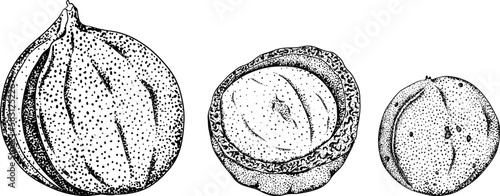 Macadamia. Vector hand drawn nuts. Engraving illustration with different sort of nuns.