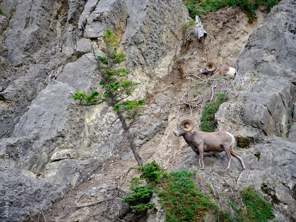 Mountin sheep rams travel along very thin rocky cliffs in the Canadian Rockies blending in to their environment Mountin sheep rams travel along very thin rocky cliffs in the Canadian Rockies blending in to their environment