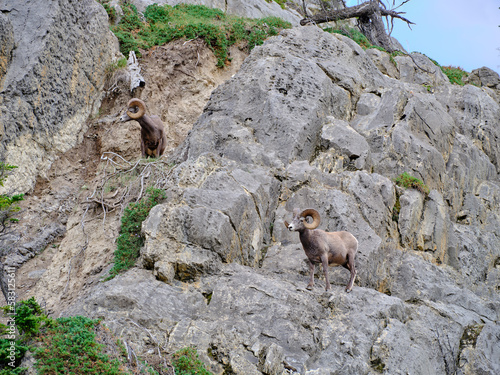 Mountin sheep rams travel along very thin rocky cliffs in the Canadian Rockies blending in to their environment