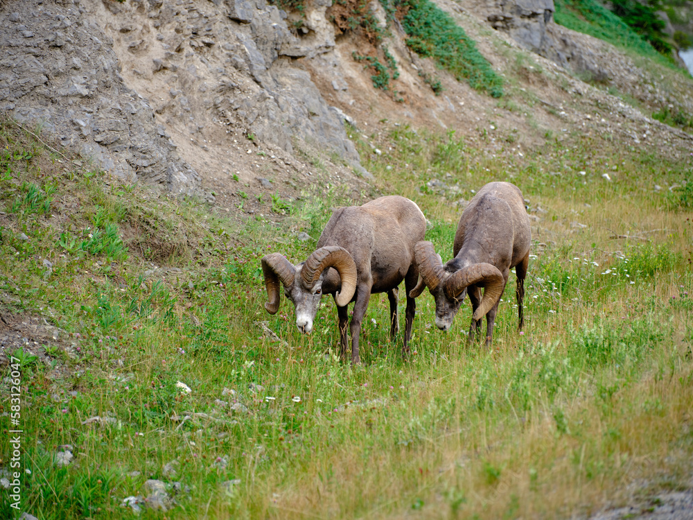 Mountin sheep rams travel along very thin rocky cliffs in the Canadian Rockies blending in to their environment Mountin sheep rams travel along very thin rocky cliffs in the Canadian Rockies blending in to their environment