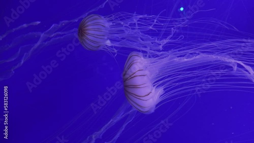 Japanese Sea Nettle (Chrysaora Pacifica)Touching The Prey Is Paralyzing, Reduce Noise , Pro Rez 422    photo