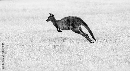 A kangaroo in black and white on Kangaroo Island  Australia