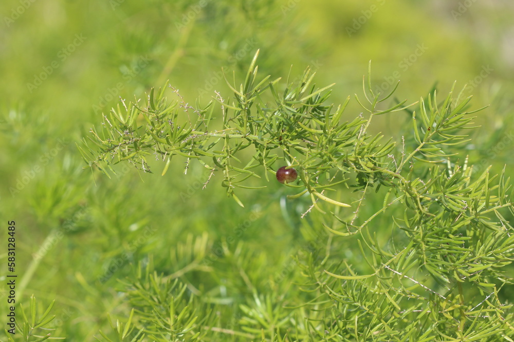 Asparagus acutifolius, common name wild asparagus, is an evergreen perennial plant belonging to the genus Asparagus. Asparagus acutifolius, common name wild asparagus, is an evergreen perennial plant belonging to the genus Asparagus.