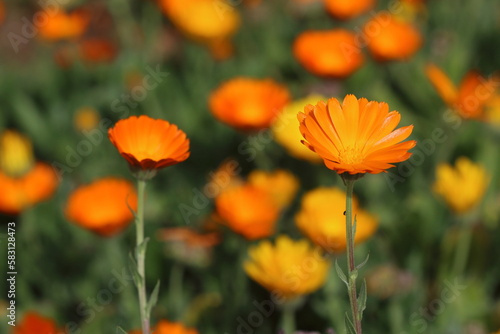 Calendula officinalis  the pot marigold  common marigold  ruddles  Mary s gold or Scotch marigold  is a flowering plant in the daisy family Asteraceae