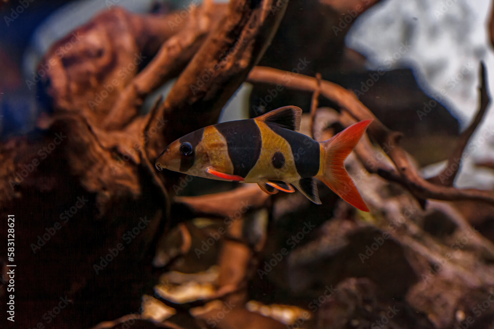 Underwater shot of fish Chromobotia macracanthus Underwater shot of fish Chromobotia macracanthus
