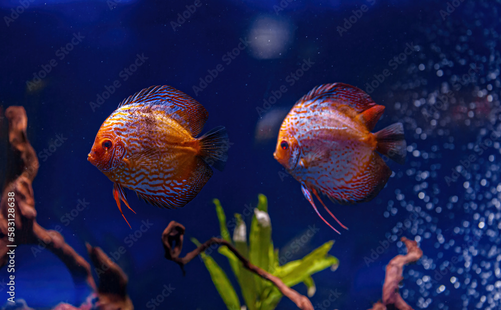 Fototapeta premium Underwater shot of Symphysodon fish