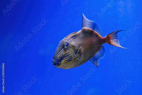 Underwater shot of Pseudobalistes fuscus fish photo