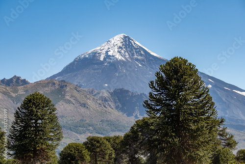 Auracarias, with the background, the Lanin volcano. photo