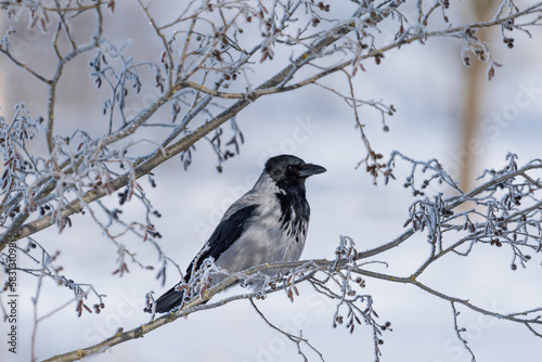 Portrait of a hooded crow (Corvus cornix) with ash-grey and black plumage perched on a tree branch with frost on a sunny winter day in Finland against a snow covered background