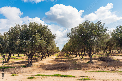 Olive plantation on the field