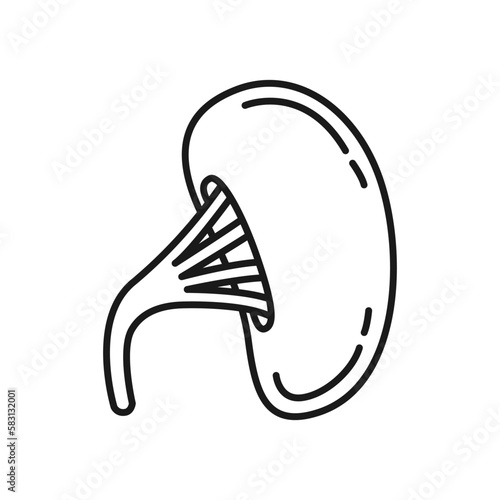 Human spleen icon. High quality black vector illustration.