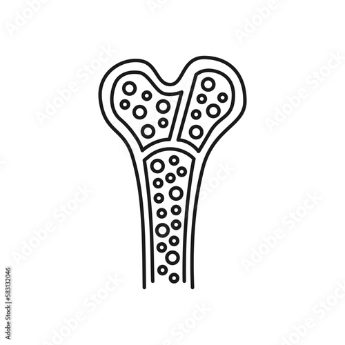 Human bone marrow icon. High quality black vector illustration.