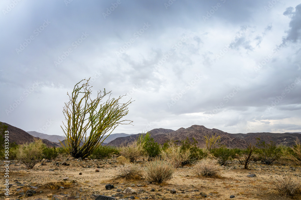 Ocotillo cactus and stormy dramatic sky with dark clouds in the Joshua Tree national park, California