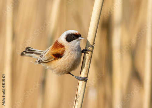 Eurasian penduline tit, remiz pendulinus. A bird sits on a reed stalk on a riverbank photo