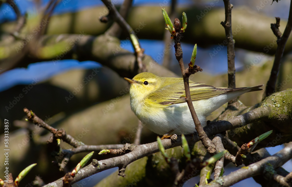 Fototapeta premium Wood warbler, Phylloscopus sibilatrix. A bird sits on a tree branch