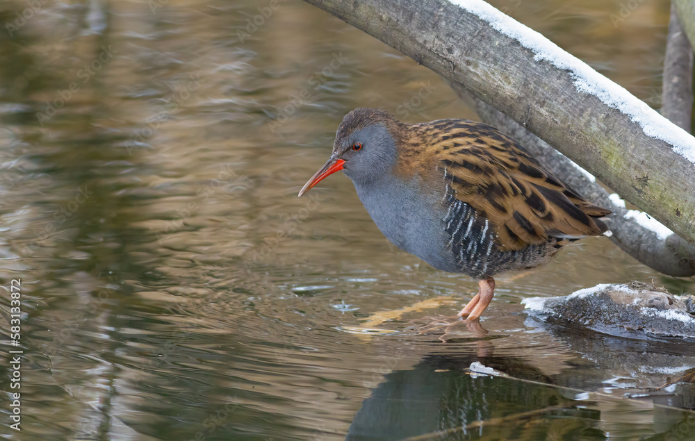 Water rail, Rallus aquaticus. A bird walks along a freezing river in search of food Water rail, Rallus aquaticus. A bird walks along a freezing river in search of food