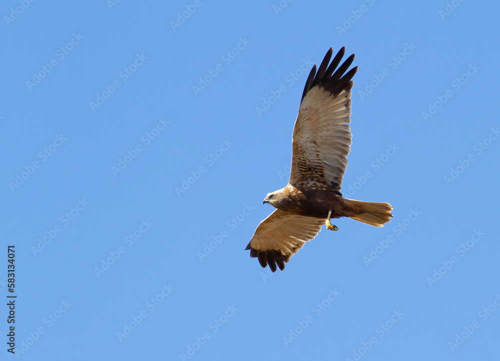 Obraz premium Western marsh harrier, Circus aeruginosus. A bird flies against a blue sky