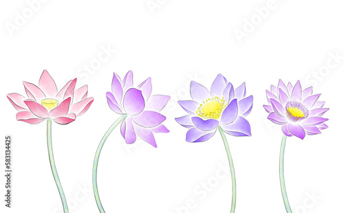 Colorful lotus flowers isolated on transparent background, watercolor illustrations 