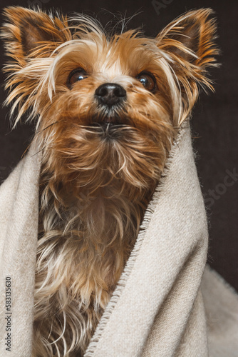 Yorkshire Terrier / kleiner Hund