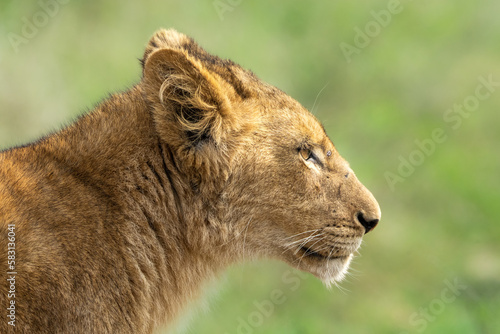 A closeup of a young lion cub's face with blurred green background, Kruger National Park. 