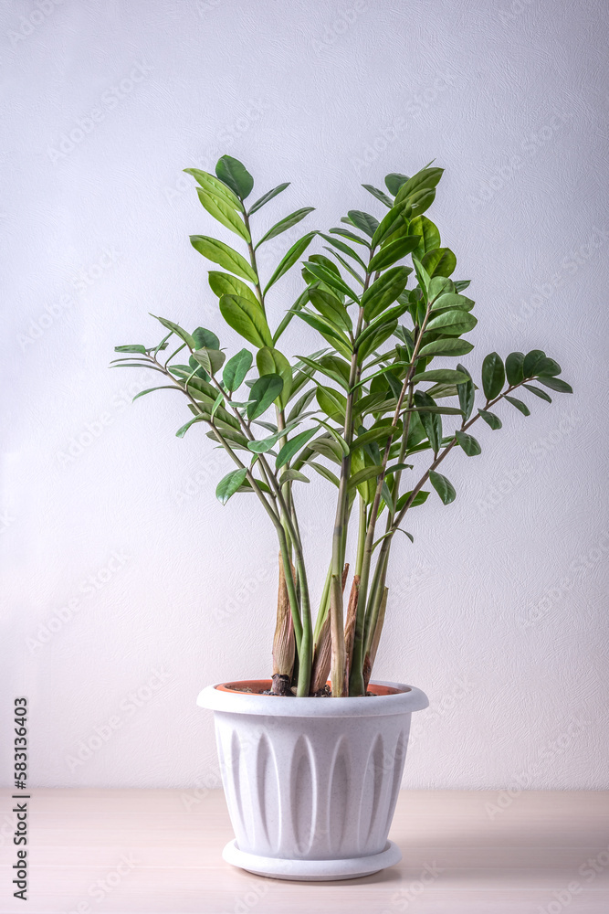 Houseplant Zamioculcas in a pot on white background