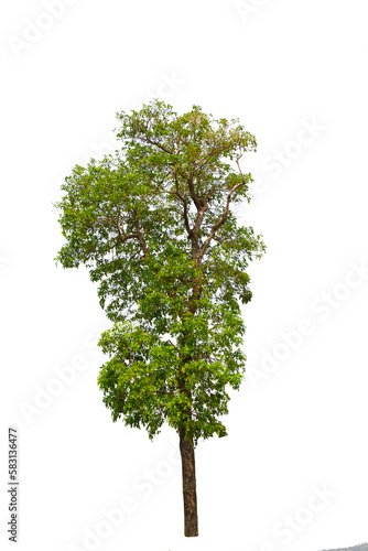 Northeastern tropical tree isolated on white background