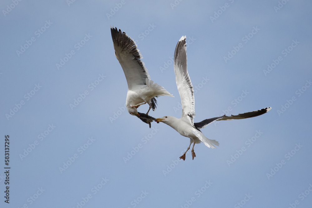 Two seagulls fighting in the air over a dead rabbit on skomer island. Two seagulls fighting in the air over a dead rabbit on skomer island.