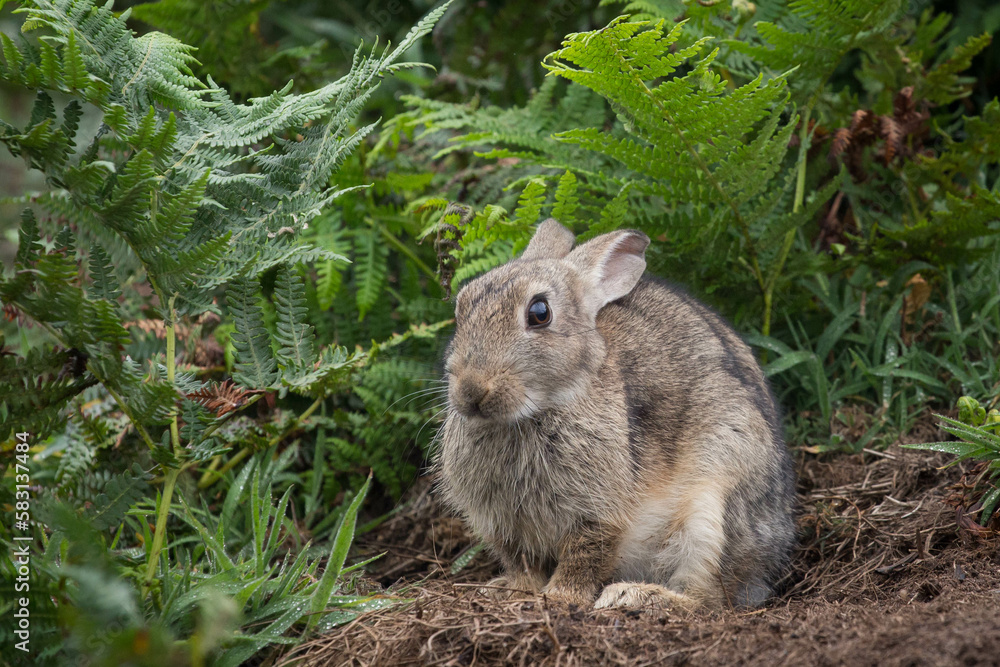 Rabbit on Skomer Island, Pembrokeshire, Wales. Rabbit on Skomer Island, Pembrokeshire, Wales.