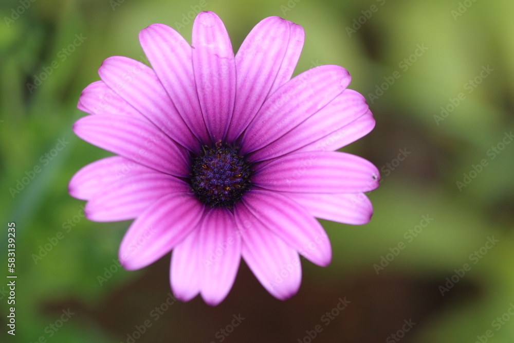Close up view of beautiful colorful flowers. Purple Dimorphotheca ecklonis, also known as Cape marguerite Close up view of beautiful colorful flowers. Purple Dimorphotheca ecklonis, also known as Cape marguerite