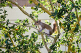 Eastern gray squirrel on a tree branch