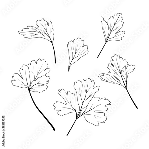 basil leaf hand drawn illustration design basil garden vector