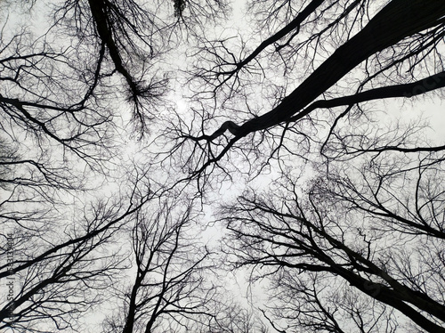 naked trees in the forest seen from the low angle view