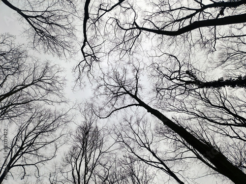 naked trees in the forest seen from the low angle view