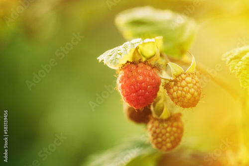 Fototapeta Naklejka Na Ścianę i Meble -  Ripe Raspberry Next To Unripe One. Close Up View On Raspberries. Growing Organic Berries. Genetically Modified Food Concept. Difference Between Genetically Modified Foods And Natural.