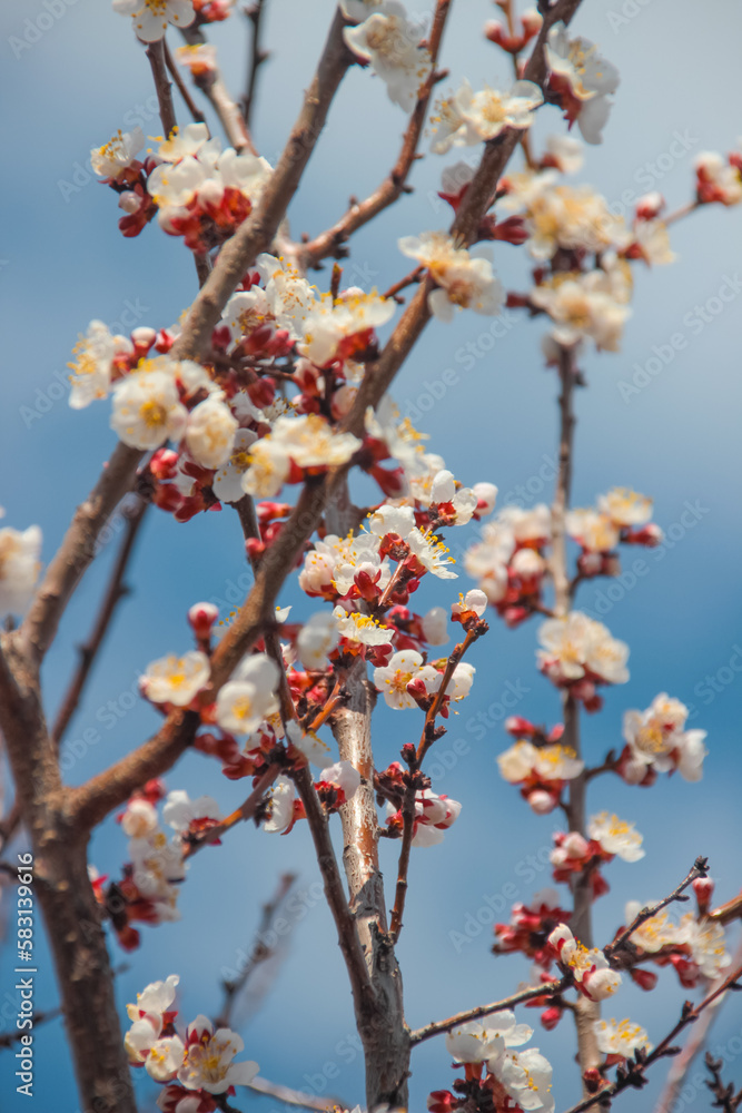 Nature in spring. A branch with beautiful white spring apricot flowers on a tree. A natural scene with a blooming apricot on the background of flowering, selective focus. Blooming background. Nature in spring. A branch with beautiful white spring apricot flowers on a tree. A natural scene with a blooming apricot on the background of flowering, selective focus. Blooming background.