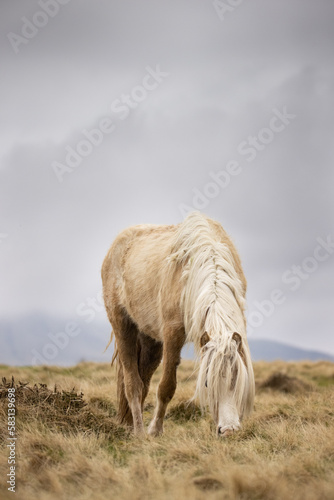 Palomino Welsh Mountain Pony grazing on Usk Mountain, Brecon Beacons in Wales. 