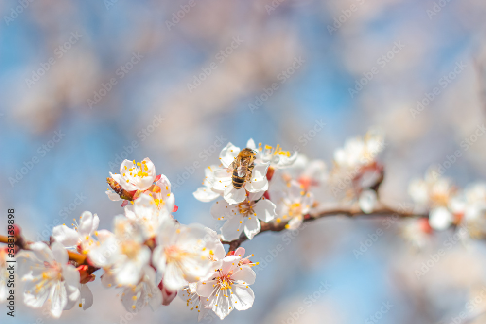 Nature in spring. A branch with beautiful white spring apricot flowers on a tree. A natural scene with a blooming apricot on the background of flowering, selective focus. Blooming background. Nature in spring. A branch with beautiful white spring apricot flowers on a tree. A natural scene with a blooming apricot on the background of flowering, selective focus. Blooming background.