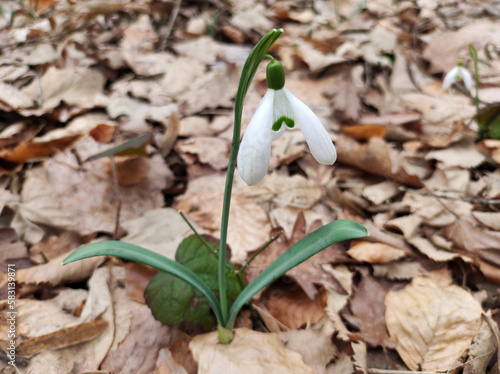 blooming snowdrops growing in the forest