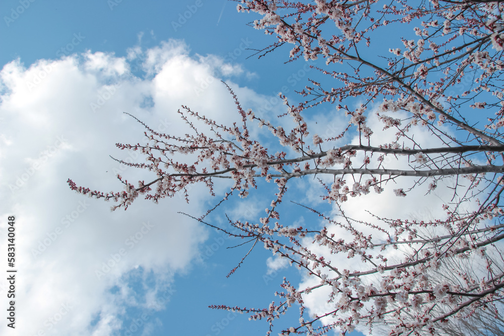 Nature in spring. A branch with beautiful white spring apricot flowers on a tree. A natural scene with a blooming apricot on the background of flowering, selective focus. Blooming background. Nature in spring. A branch with beautiful white spring apricot flowers on a tree. A natural scene with a blooming apricot on the background of flowering, selective focus. Blooming background.