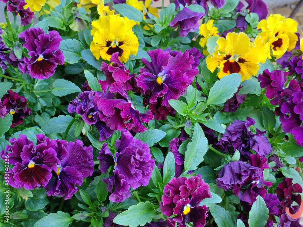 colorful blooming pansy flowers in the old clay flower pot colorful blooming pansy flowers in the old clay flower pot