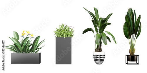 Transparent Growth; High-Quality Cut-Out Plant Images