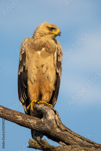 Wahlberg's eagle (Bruinarend) in Kruger National Park